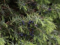 Juniperus communis 87, Jeneverbes, Saxifraga-Peter Meininger
