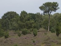 Juniperus communis 9, Jeneverbes, Saxifraga-Willem van Kruijsbergen