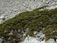 Juniperus communis ssp alpina 64, Saxifraga-Willem van Kruijsbergen