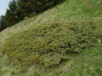 Juniperus communis ssp alpina 65, Saxifraga-Willem van Kruijsbergen