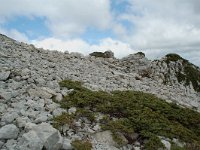 Juniperus communis ssp alpina 73, habitat, Saxifraga-Willem van Kruijsbergen