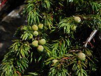 Juniperus communis ssp alpina 88, Saxifraga-Ed Stikvoort