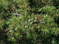 Juniperus communis ssp communis 66, Jeneverbes, Saxifraga-Marijke Verhagen