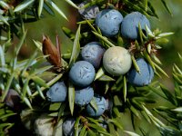 Juniperus communis ssp communis 67, Jeneverbes, Saxifraga-Jan van der Straaten