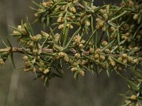 Juniperus communis ssp communis 69, Jeneverbes, Saxifraga-Willem van Kruijsbergen