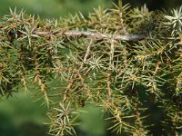 Juniperus communis ssp communis 70, Jeneverbes, Saxifraga-Jan van der Straaten