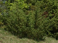 Juniperus communis ssp communis 71, Jeneverbes, Saxifraga-Willem van Kruijsbergen