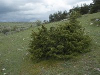 Juniperus communis ssp nana 78, Saxifraga-Willem van Kruijsbergen