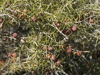 Juniperus oxycedrus 10, Saxifraga-Jan van der Straaten