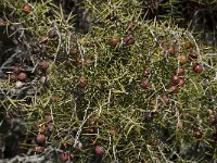 Juniperus oxycedrus 11, Saxifraga-Willem van Kruijsbergen