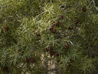 Juniperus oxycedrus 12, Saxifraga-Willem van Kruijsbergen