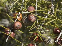 Juniperus oxycedrus 13, Saxifraga-Jan van der Straaten