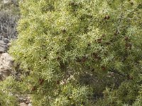 Juniperus oxycedrus 15, Saxifraga-Jan van der Straaten