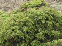 Juniperus oxycedrus 17, Saxifraga-Jan van der Straaten