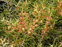 Juniperus oxycedrus 18, Saxifraga-Ed Stikvoort
