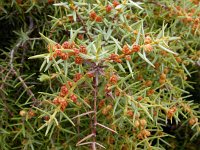 Juniperus oxycedrus 19, Saxifraga-Ed Stikvoort