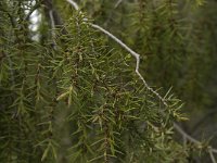 Juniperus oxycedrus 2, Saxifraga-Willem van Kruijsbergen