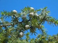 Juniperus oxycedrus 20, Saxifraga-Ed Stikvoort