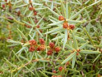 Juniperus oxycedrus 21, Saxifraga-Ed Stikvoort