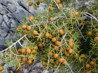 Juniperus oxycedrus 22, Saxifraga-Ed Stikvoort