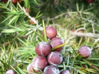 Juniperus oxycedrus 23, Saxifraga-Jasenka Topic