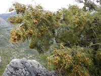 Juniperus oxycedrus 24, Saxifraga-Ed Stikvoort