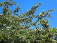 Juniperus oxycedrus 25, Saxifraga-Ed Stikvoort