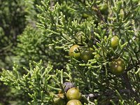 Juniperus oxycedrus 3, Saxifraga-Rutger Barendse
