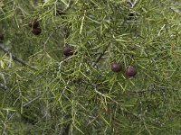 Juniperus oxycedrus 4, Saxifraga-Jan van der Straaten