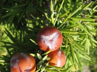 Juniperus oxycedrus 6, Saxifraga-Jasenka Topic