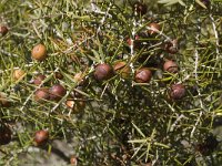 Juniperus oxycedrus 7, Saxifraga-Jan van der Straaten