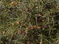Juniperus oxycedrus 8, Saxifraga-Willem van Kruijsbergen