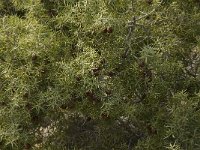 Juniperus oxycedrus 9, Saxifraga-Willem van Kruijsbergen