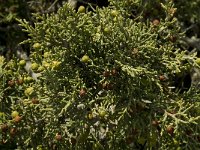Juniperus phoenicea, Phoenician Juniper
