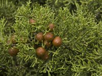 Juniperus phoenicea 15, Saxifraga-Willem van Kruijsbergen