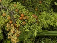 Juniperus phoenicea 16, Saxifraga-Jan van der Straaten