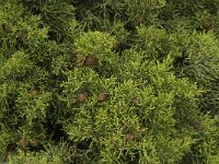 Juniperus phoenicea 17, Saxifraga-Willem van Kruijsbergen