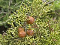 Juniperus phoenicea 18, Saxifraga-Jan van der Straaten