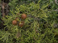 Juniperus phoenicea 19, Saxifraga-Willem van Kruijsbergen