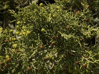 Juniperus phoenicea 2, Saxifraga-Willem van Kruijsbergen