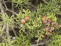 Juniperus phoenicea 20, Saxifraga-Jan van der Straaten