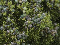 Juniperus phoenicea 21, Saxifraga-Willem van Kruijsbergen