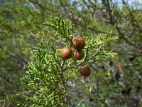 Juniperus phoenicea 22, Saxifraga-Ed Stikvoort