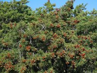 Juniperus phoenicea 23, Saxifraga-Ed Stikvoort