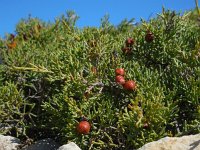 Juniperus phoenicea 24, Saxifraga-Ed Stikvoort