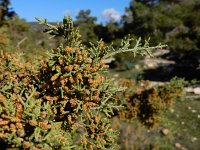 Juniperus phoenicea 26, Saxifraga-Ed Stikvoort