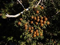 Juniperus phoenicea 27, Saxifraga-Ed Stikvoort