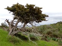 Juniperus phoenicea 28, Saxifraga-Ed Stikvoort