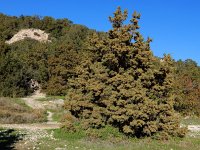 Juniperus phoenicea 29, Saxifraga-Ed Stikvoort