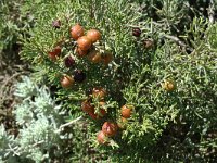 Juniperus phoenicea 3, Saxifraga-Jan van der Straaten